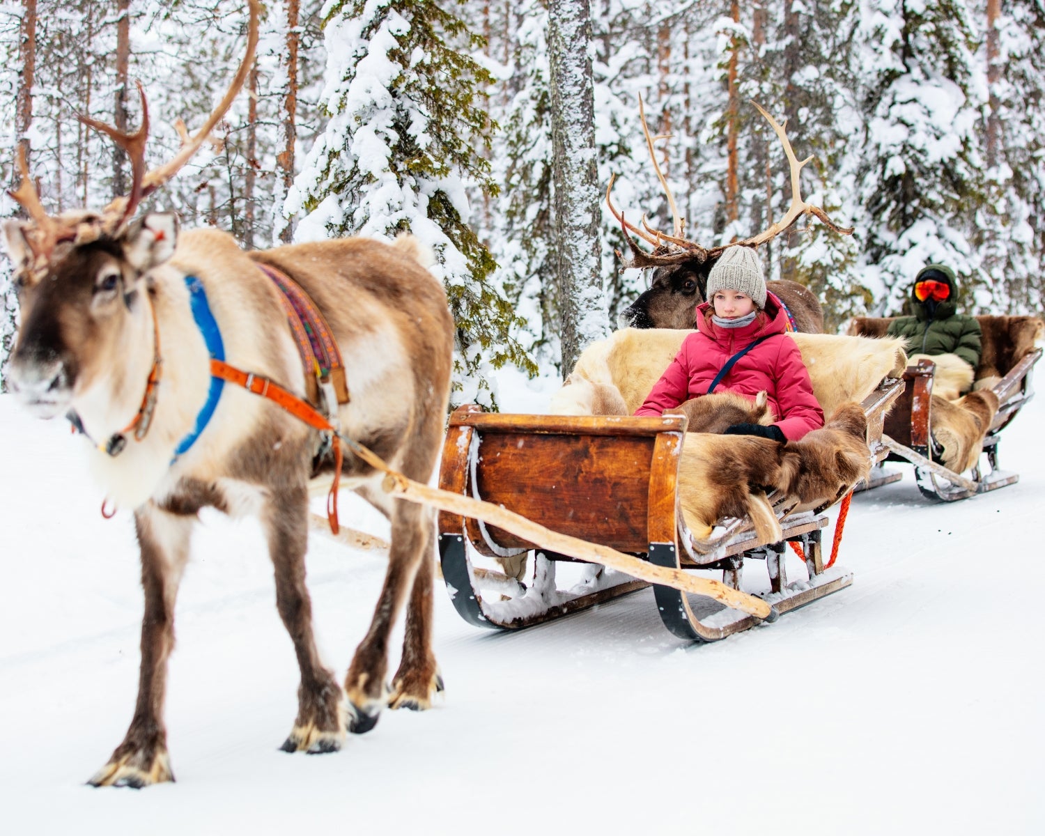 Take your picture with Reindeer at Cocoa & Claus.